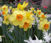 WC4/Daffodils.jpg