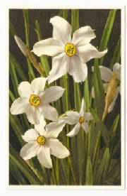 WC4/Narcissus.jpg