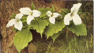 WC4/Trillium.jpg