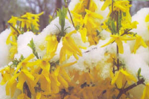 WC4/spring1_edited.jpg